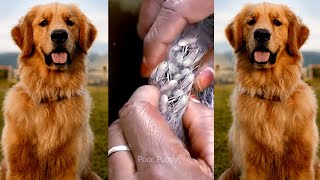 Removing mangoworm in dog  Mangoworms removal in dog 6 [upl. by Nibor]