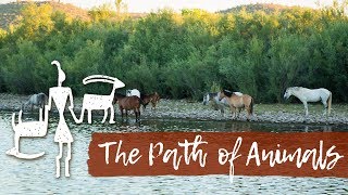 The Path of Animals  Wilderness Therapy at Anasazi Foundation [upl. by Gowrie]