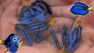 Facts The Blue Tang Palette Surgeonfish  finding dory fish facts [upl. by Isabelle]