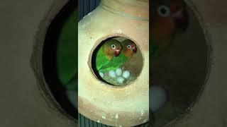 Lovebird Breeding Progress A Journey of Love and New Life [upl. by Ahsirtap]