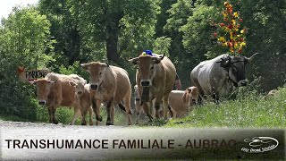 Transhumance familiale sur une exploitation de race Aubrac [upl. by Kerr]