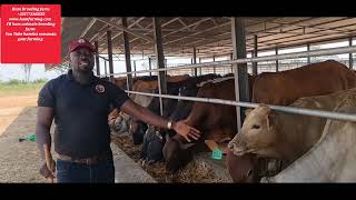 cattle feedlot in uganda by Hamiisi semanda [upl. by Notsnhoj152]