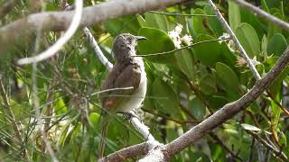 Brown Honeyeater Hervey Bay Qld [upl. by Meir]