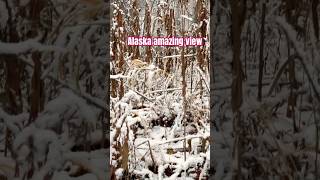 Alaskan view that’s there’s no other music song shorts shortvideo [upl. by Ratha]