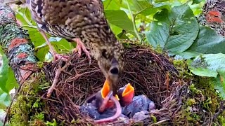 The mother bird brings earthworms for her children and feeds them at home [upl. by Zoubek]