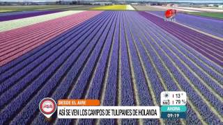 Campos de tulipanes en Holanda visto desde el aire por drones 23 de abril de 2015 [upl. by Fidelia]