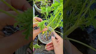 Citronella Mosquito Plant Easy grow from cuttings easygardenpropagationcitronellagrowcuttings [upl. by Swiercz]