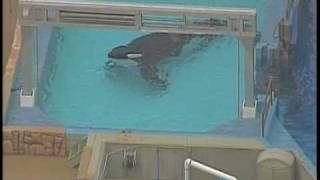 Killer Whale Kills SeaWorld Trainer [upl. by Rundgren70]