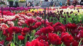 Keukenhof garden 2023  Spring color  4k [upl. by Aita]