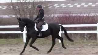 SurpriceDon Davidoff gelding  2011 for sale [upl. by Myles46]