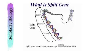 Split Gene  Introns and Exons in DNA  Molecular Basis of Inheritance  Biology Class 12NEET [upl. by Athenian]