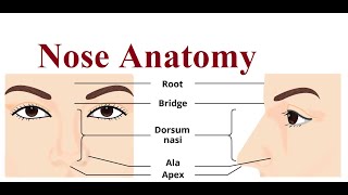 Nose structure and functions  2024 [upl. by Enilaf]