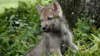 Cute Baby Wolf Pups Go Outside For the First Time [upl. by Yeliah743]