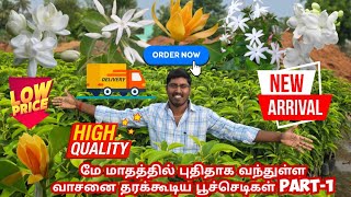 மே மாதத்தில் புதிதாக வந்துள்ள வாசனை தரக்கூடிய பூ வகை செடிகள் PART1  குண்டு மல்லி பூ  காக்கனா பூ [upl. by Elrae]