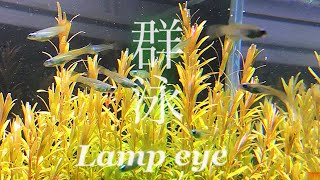 【60cm水槽】アフリカンランプアイを群泳させたい！【aquarium】 [upl. by Nymsaj]