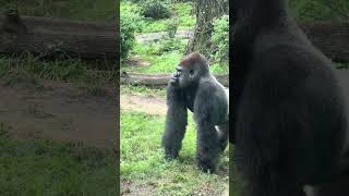 Silverback Gorilla brothers interacting [upl. by Kaye]