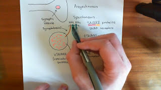 Synchronous and Asynchronous Neurotransmitter Release Part 1 [upl. by Eulau927]