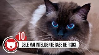 TOP 10 RASE DE PISICI INTELIGENTE [upl. by Lothaire505]