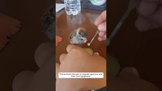 This woman rescued a trapped sparrow and then this happened animalshorts sparrow [upl. by Edya]