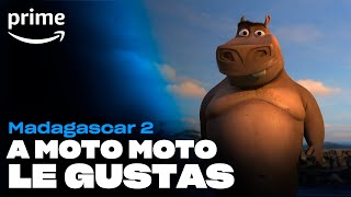 Madagascar 2  A Moto Moto le gustas  Prime [upl. by Daughtry662]