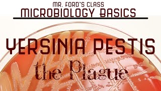 Yersinia pestis  The Plague  Microbiology Lectures [upl. by Alenoel]