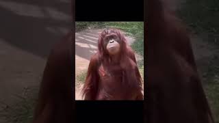 Monkey demands for food funny funnymemes music funnypictures trending [upl. by Nnaecyoj64]