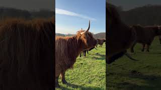 majestic highland cattle grazing in open fieldtrending [upl. by Eseilana]