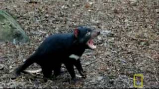 Bite of the Tasmanian Devil  National Geographic [upl. by Hekker533]