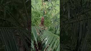 Cycas circinalis cycadaceae  gymnosperms cycas shortsvideo shortvideo shorts [upl. by Yrret]