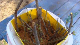 checking Lilac cuttings after four weeks [upl. by Tenaej]