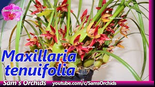 Orchid tricks for Maxillaria tenuifolia to bloom [upl. by Sherye603]