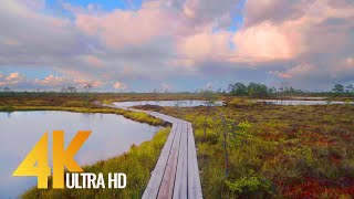 4K Virtual Hike in Lahemaa National Park Estonia  Beautiful Forest Walk  4 HOURS real sounds [upl. by Catharine]