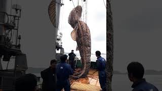 Raksasa laut oceandiscovery fishing shortvideo kikikatili5726 [upl. by Nnyluqcaj]