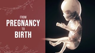 Pregnancy  How a Wonder is Born Animation [upl. by Brodie873]