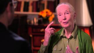 Dr Jane Goodall Interview Last Week Tonight with John Oliver HBO [upl. by Eey]