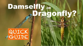 Damselfly or Dragonfly A QUICK GUIDE [upl. by Sualakcin]