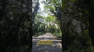 Finally Im here  Famous and beautiful accasia tunnel in palawan Phillipines [upl. by Ahsemot802]