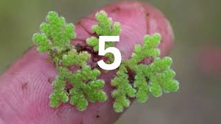 Azolla The Secret Livestock Superfood Thats Changing Everything AZOLLA knowledgesharing [upl. by Yokum]