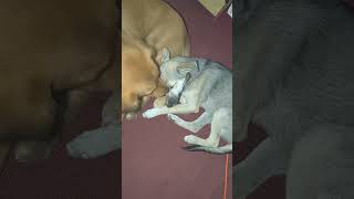 My dogs leaking each other dog cute pets [upl. by Akinek]