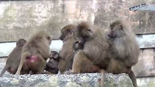 Hamadryas Baboons at Paignton Zoo [upl. by Natrav]