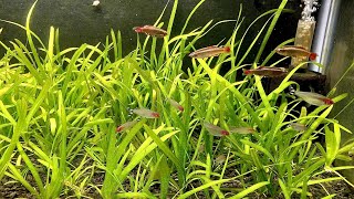 Vallisneria  Italian Val  Root Tab Fertilizer Experiment Part 3 [upl. by Gian]