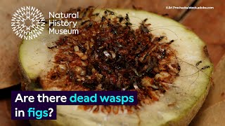 Are there dead wasps in figs  Surprising Science [upl. by Ojaras]