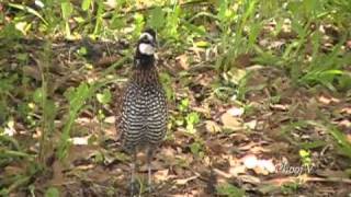 Bobwhite Quail Visiting and Leaving [upl. by Andrey]