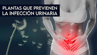 5 Plantas que previenen la INFECCIÓN URINARIA 🤭 [upl. by Sirrad]