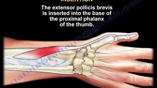 Extensor Pollicis Brevis  Everything You Need To Know  Dr Nabil Ebraheim [upl. by Oigimer]