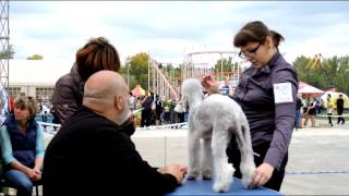 Бедлингтон терьер Bedlington terrier ASIA Autumn 2015 [upl. by Dunkin616]