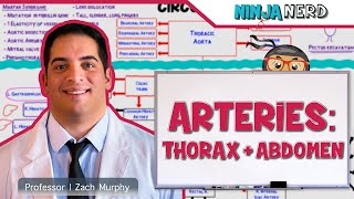 Circulatory System  Arteries of the Thorax amp Abdomen  Flow Chart [upl. by Linc]