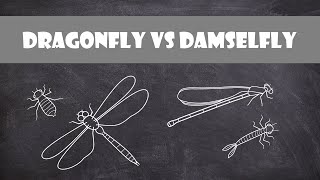 Differences between Dragonflies and Damselflies  Entomology [upl. by Walsh916]