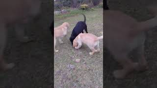 Goldadore puppies at play 🥰goldador labrador puppycare firsttimefarmer doglife [upl. by Oilcareh]