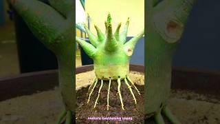 Adenium Plant Roots Train short adenium arabicam plant root shorts shortvideo arabicam [upl. by Llenrahs]